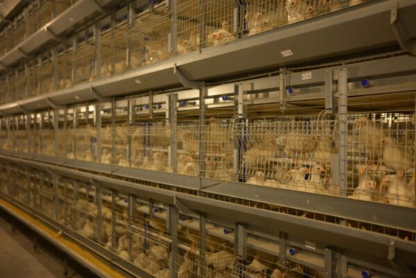H-Type Layer Pullet Cages - Image 2
