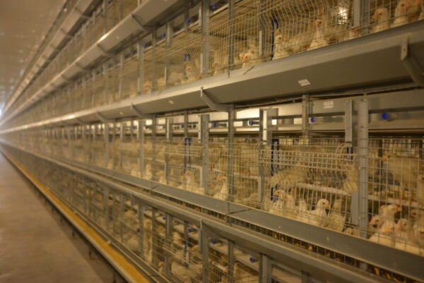 H-Type Layer Pullet Cages - Image 3