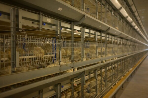 H-Type Layer Pullet Cages