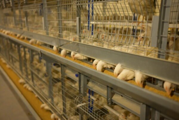 H-Type Layer Pullet Cages - Image 5
