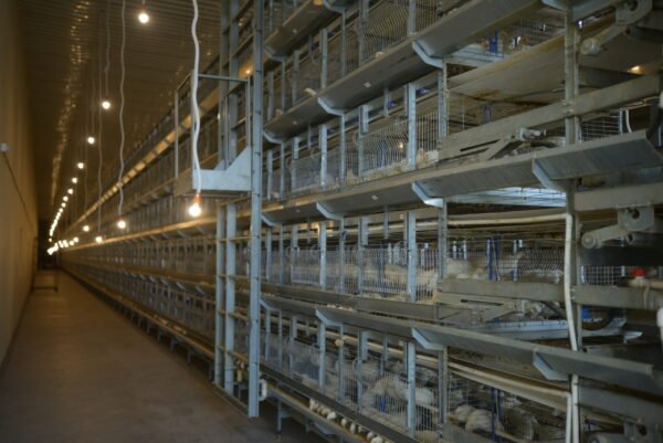 H-Type Layer Pullet Cages - Image 6