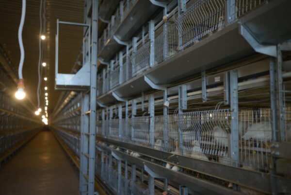 H-Type Layer Pullet Cages - Image 7