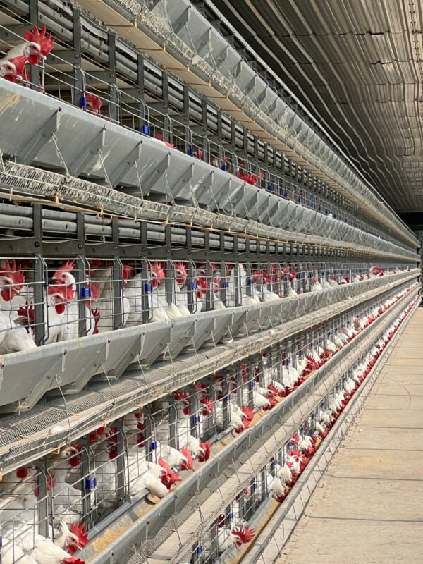 H-Type Layer Cages - Image 2