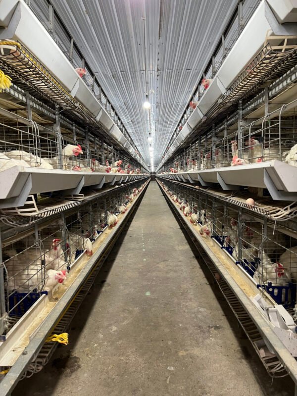 H-Type Breeder Cages