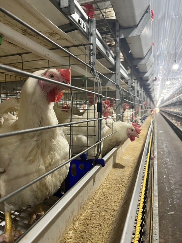 H-Type Breeder Cages - Image 2