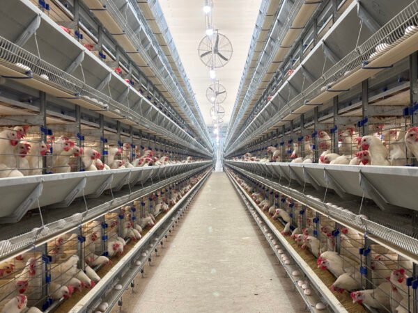 H-Type Layer Cages