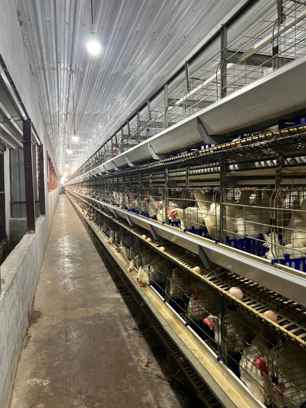 H-Type Breeder Cages - Image 3