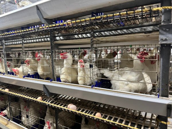 H-Type Breeder Cages - Image 5