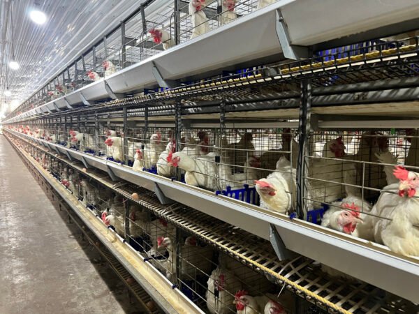 H-Type Breeder Cages - Image 6