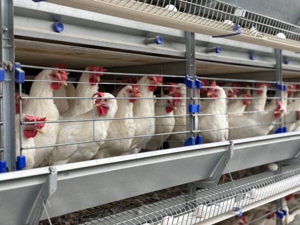 H-Type Layer Cages - Image 3